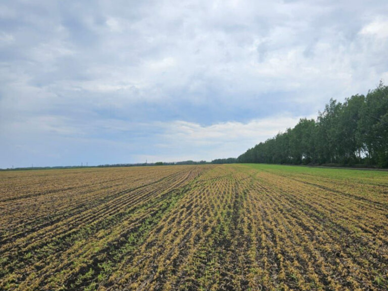 горох2-768x1024