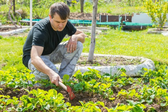 Как ухаживать за клубникой весной