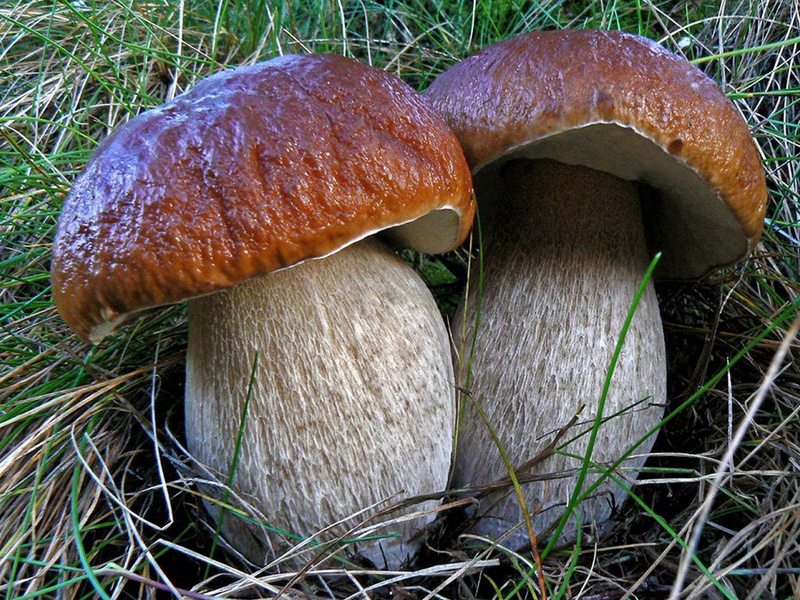 1675673359_vsegda-pomnim-com-p-kak-viglyadit-belii-grib-foto-5
