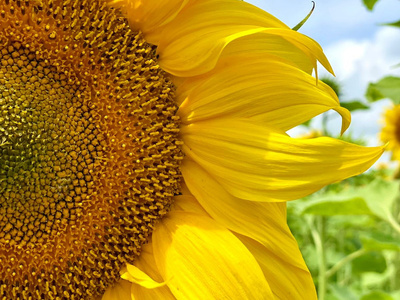 podsolnechnik-moe-foto