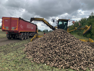 saharnaya-svekla2024